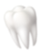 tooth
